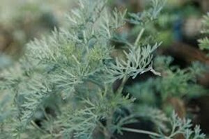 Artemisia 'Powis Castle' P9 - afbeelding 4