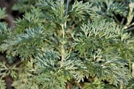 Artemisia 'Powis Castle' P9 - afbeelding 6