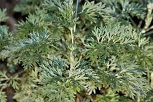 Artemisia 'Powis Castle' P9 - afbeelding 6