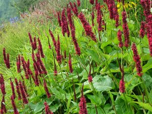 Persicaria amplexicaulis 'Blackfield' P9 - afbeelding 2