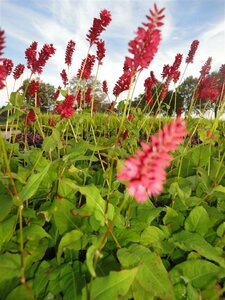 Persicaria amplexicaulis 'Blackfield' P9 - afbeelding 9