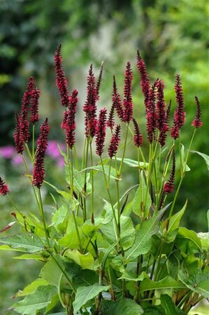 Persicaria amplexicaulis 'Blackfield' P9 - afbeelding 1