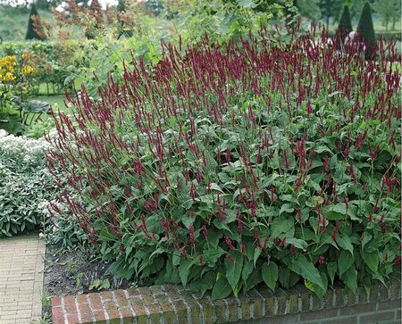 Persicaria amplexicaulis 'Blackfield' P9 - afbeelding 5