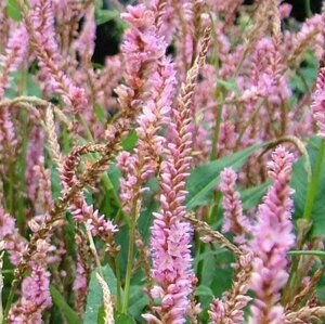 Persicaria amplexicaulis 'Pink Elephant' P9 - afbeelding 3