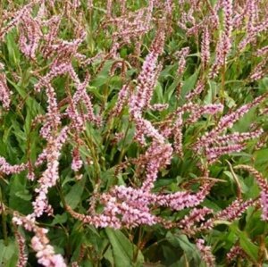 Persicaria amplexicaulis 'Pink Elephant' P9 - afbeelding 4