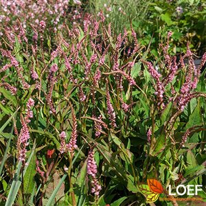 Persicaria amplexicaulis 'Pink Elephant' P9 - afbeelding 2