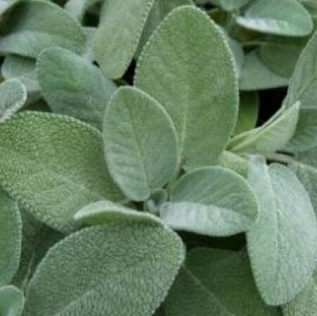 Salvia officinalis 'Berggarten' P9 - afbeelding 3