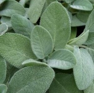 Salvia officinalis 'Berggarten' P9 - afbeelding 3