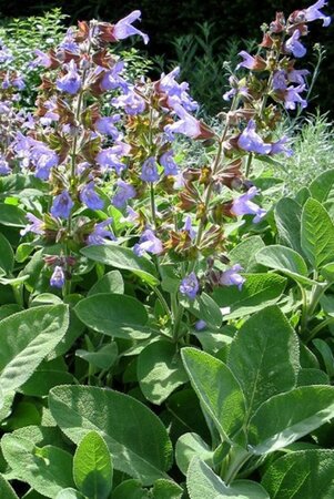 Salvia officinalis 'Berggarten' P9 - afbeelding 1