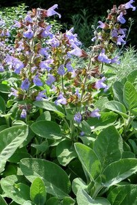 Salvia officinalis 'Berggarten' P9