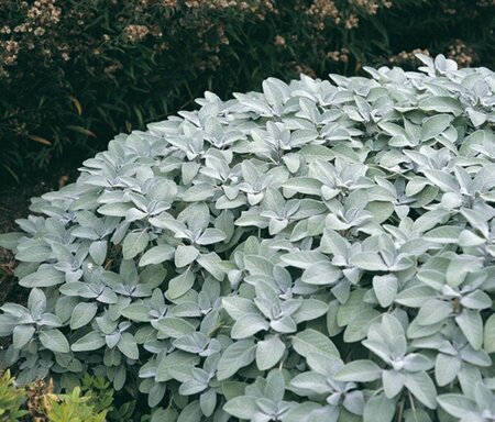 Salvia officinalis 'Berggarten' P9 - afbeelding 4