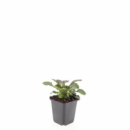 Ajuga reptans 'Catlin's Giant' P9 - afbeelding 2