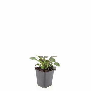 Ajuga reptans 'Catlin's Giant' P9 - afbeelding 2