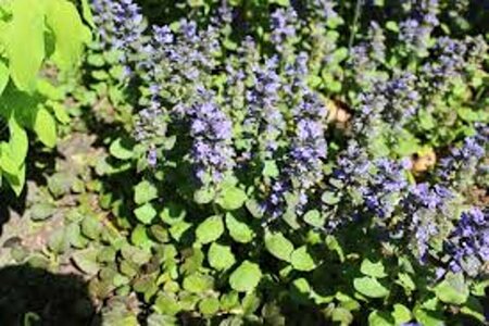 Ajuga reptans 'Catlin's Giant' P9 - afbeelding 3