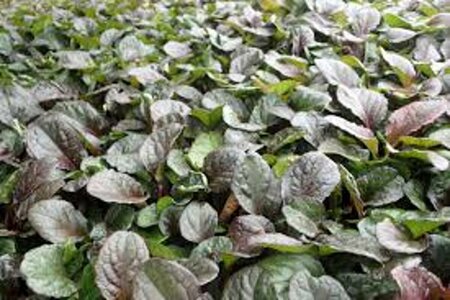 Ajuga reptans 'Catlin's Giant' P9 - afbeelding 4