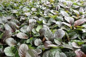 Ajuga reptans 'Catlin's Giant' P9 - afbeelding 4