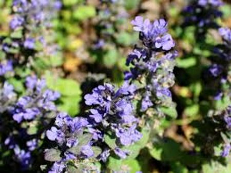 Ajuga reptans 'Catlin's Giant' P9 - afbeelding 2