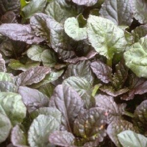 Ajuga reptans 'Catlin's Giant' P9 - afbeelding 5