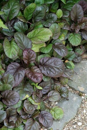 Ajuga reptans 'Catlin's Giant' P9 - afbeelding 7