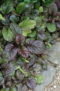 Ajuga reptans 'Catlin's Giant' P9 - afbeelding 7