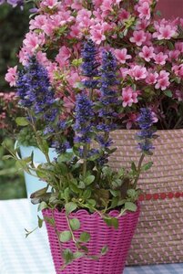 Ajuga reptans 'Catlin's Giant' P9 - afbeelding 8