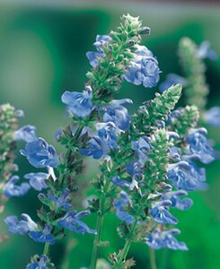 Salvia uliginosa P9 - afbeelding 2
