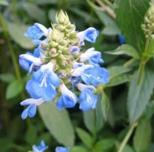 Salvia uliginosa P9 - afbeelding 3