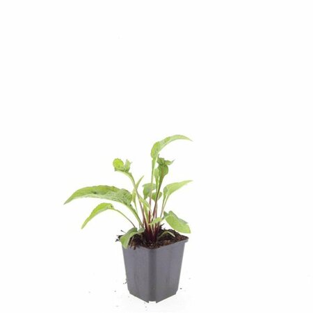 Echinacea purpurea 'Magnus' C2 - afbeelding 10