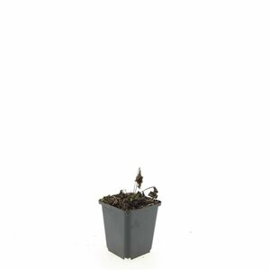 Echinacea purpurea 'Magnus' C2 - afbeelding 9