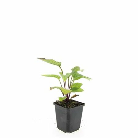 Echinacea purpurea 'Magnus' C2 - afbeelding 8