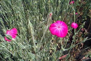 Lychnis coronaria P9