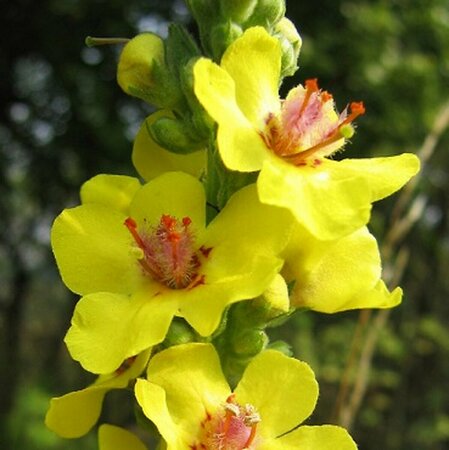 Verbascum nigrum P9 - afbeelding 2