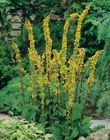 Verbascum nigrum P9 - afbeelding 3