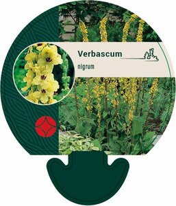 Verbascum nigrum P9 - afbeelding 4