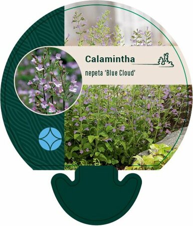 Calamintha nepeta 'Blue Cloud' P9 - afbeelding 1