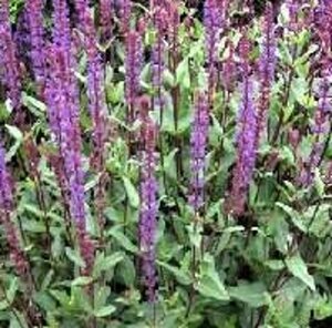 Salvia nemorosa 'Caradonna' P9 - afbeelding 4