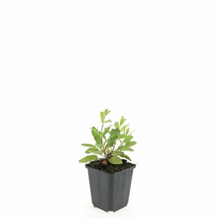Salvia nemorosa 'Caradonna' P9 - afbeelding 9