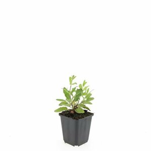 Salvia nemorosa 'Caradonna' P9 - afbeelding 9