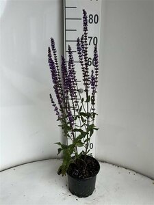 Salvia nemorosa 'Caradonna' P9 - afbeelding 11
