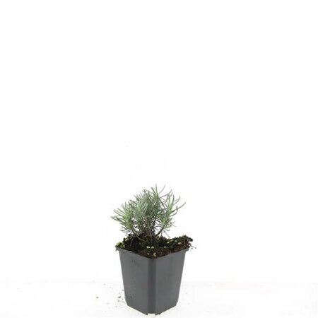 Lavandula angustifolia 'Dwarf Blue' P9 - afbeelding 4