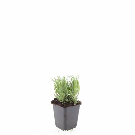 Lavandula angustifolia 'Dwarf Blue' P9 - afbeelding 3