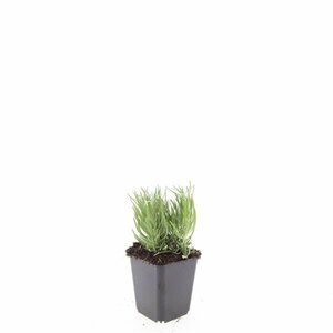 Lavandula angustifolia 'Dwarf Blue' P9 - afbeelding 3