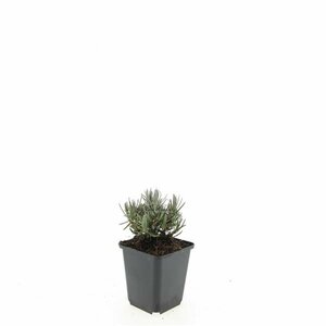 Lavandula angustifolia 'Dwarf Blue' P9 - afbeelding 2