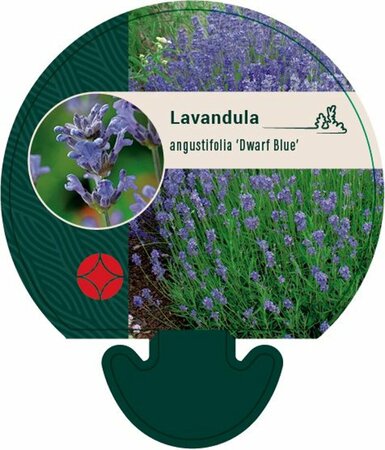 Lavandula angustifolia 'Dwarf Blue' P9 - afbeelding 6