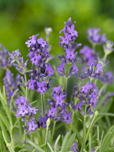 Lavandula angustifolia 'Dwarf Blue' P9 - afbeelding 9