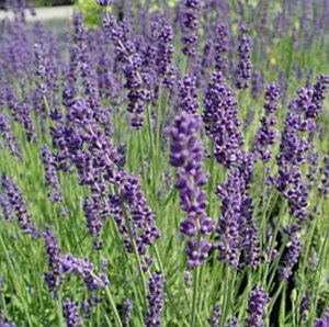 Lavandula angustifolia 'Dwarf Blue' P9 - afbeelding 8