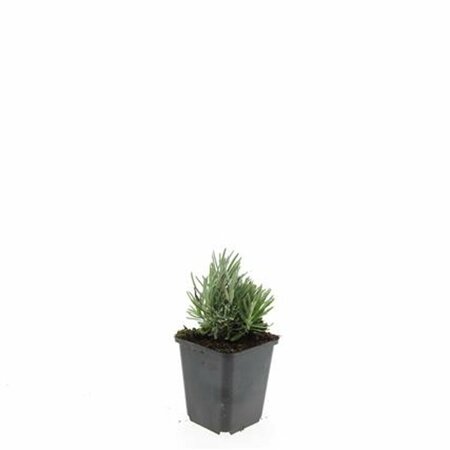 Lavandula angustifolia 'Dwarf Blue' P9 - afbeelding 10