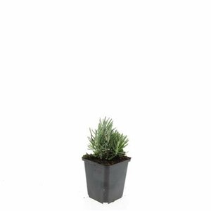 Lavandula angustifolia 'Dwarf Blue' P9 - afbeelding 10