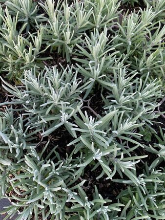 Lavandula angustifolia 'Dwarf Blue' P9 - afbeelding 5