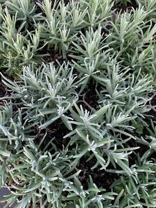Lavandula angustifolia 'Dwarf Blue' P9 - afbeelding 5